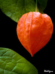 Attēlu rezultāti vaicājumam “Physalis alkekengi leaf”
