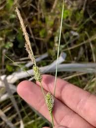 Attēlu rezultāti vaicājumam “Carex lasiocarpa fruit”