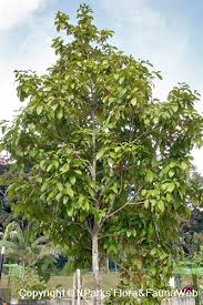 Attēlu rezultāti vaicājumam “Cribraria rubiginosa”