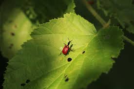 Attēlu rezultāti vaicājumam “Apoderus coryli”