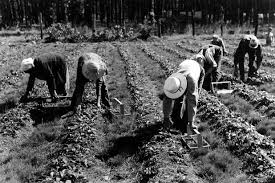 Résultat de recherche d'images pour "farm security administration photo"