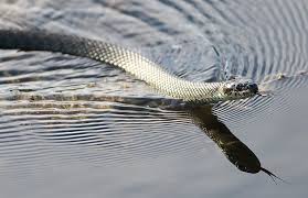 Image result for Ringelnatter