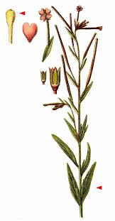 Attēlu rezultāti vaicājumam “Epilobium palustre”