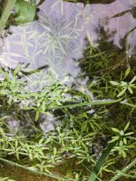 Attēlu rezultāti vaicājumam “Callitriche cophocarpa”