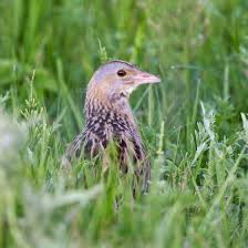 Attēlu rezultāti vaicājumam “Crex crex eggs”
