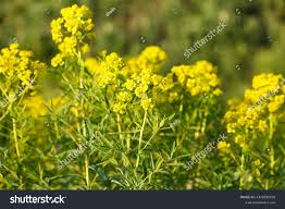 Attēlu rezultāti vaicājumam “Euphorbia virgata flower”