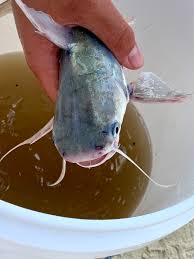 Image result for Bagre marinus