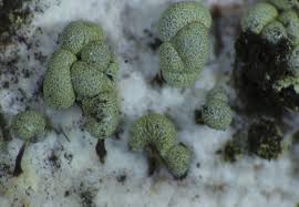 Attēlu rezultāti vaicājumam “Physarum virescens macro”