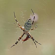 Attēlu rezultāti vaicājumam “Argiope bruennichi female”