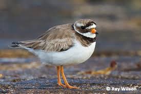 Attēlu rezultāti vaicājumam “Charadrius hiaticula”