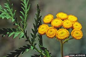 Image result for Tanacetum vulgare