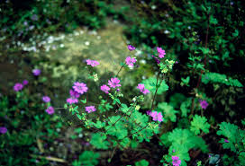 Attēlu rezultāti vaicājumam “Geranium pyrenaicum flower”