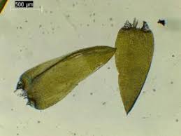 Attēlu rezultāti vaicājumam “Calliergonella cuspidata”