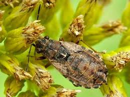 Attēlu rezultāti vaicājumam “Nithecus jacobaeae”