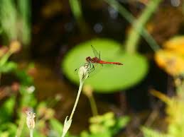 Attēlu rezultāti vaicājumam “Sympetrum sanguineum male”