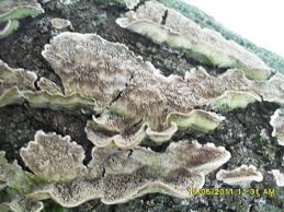 Attēlu rezultāti vaicājumam “Cerrena unicolor”