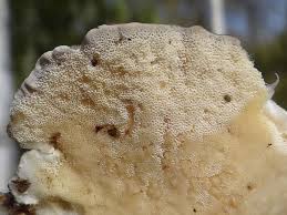 Attēlu rezultāti vaicājumam “Cerrena unicolor”