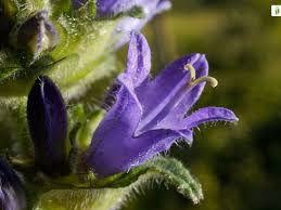 Attēlu rezultāti vaicājumam “Campanula cervicaria flower”