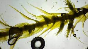 Attēlu rezultāti vaicājumam “Campyliadelphus elodes”