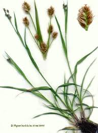 Attēlu rezultāti vaicājumam “Luzula multiflora fruit”