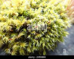 Attēlu rezultāti vaicājumam “Racomitrium heterostichum”