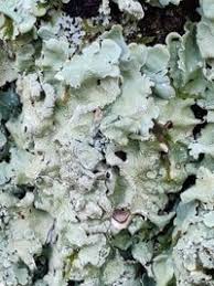 Attēlu rezultāti vaicājumam “Flavoparmelia caperata”