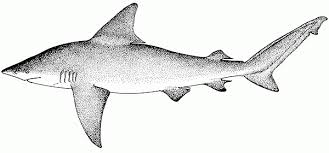 Image result for Carcharhinus plumbeus
