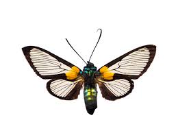 Attēlu rezultāti vaicājumam “Arctiidae”