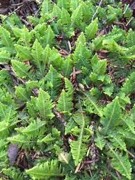 Attēlu rezultāti vaicājumam “Ptilium crista-castrensis sporophyte”
