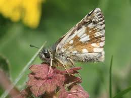 Attēlu rezultāti vaicājumam “Pyrgus serratulae underside”