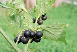 Image result for beladona