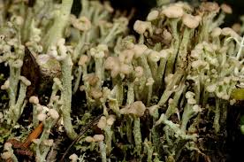 Attēlu rezultāti vaicājumam “Cladonia botrytes”