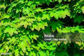 Attēlu rezultāti vaicājumam “Acer platanoides leaf”