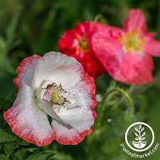 Image result for Papaver rhoeas 'Shirley'