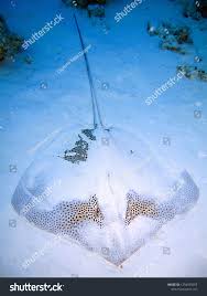 Image result for Himantura uarnak