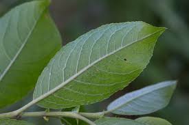 Attēlu rezultāti vaicājumam “Salix myrsinifolia”