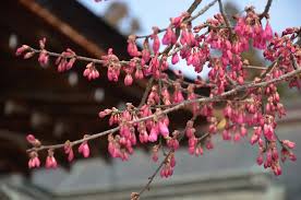 「花咲みずき」の画像検索結果