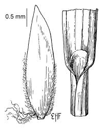 Attēlu rezultāti vaicājumam “Poa nemoralis”