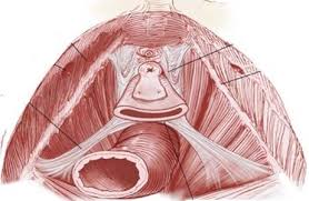 Image result for b%FD%E7ak anatomisi