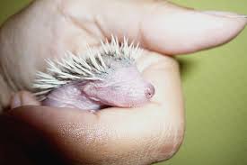 Image result for Igel
