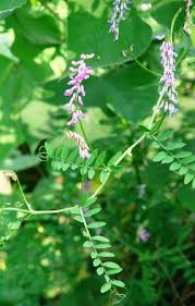 Attēlu rezultāti vaicājumam “Vicia tenuifolia flower”