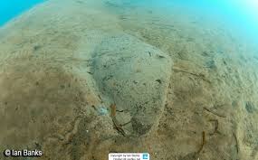 Image result for Gymnura natalensis