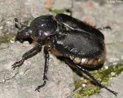 Attēlu rezultāti vaicājumam “Osmoderma barnabita”