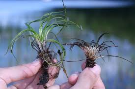 Attēlu rezultāti vaicājumam “Isoetes echinospora leaf”