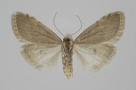 Attēlu rezultāti vaicājumam “Nola confusalis”