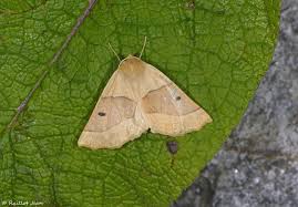 Attēlu rezultāti vaicājumam “Crocallis elinguaria imago”