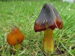 Attēlu rezultāti vaicājumam “Hygrocybe pseudoconica”