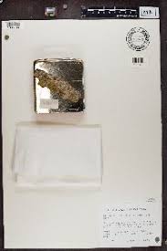 Attēlu rezultāti vaicājumam “Chaenotheca phaeocephala”