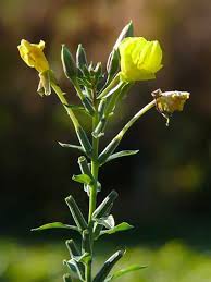 Attēlu rezultāti vaicājumam “Oenothera biennis bud”