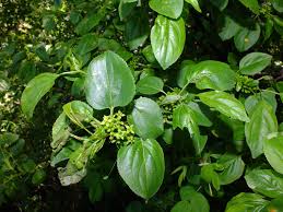 Attēlu rezultāti vaicājumam “Rhamnus cathartica”